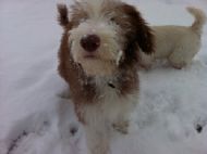Alfie 26.11.2010
